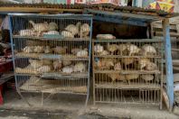 Sales of chickens, Karora