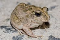 Sphaerotheca breviceps, Shah Alam Baba