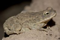 Duttaphrynus stomaticus, Shah Alam Baba