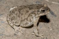 Duttaphrynus stomaticus, Shah Alam Baba