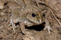 Sphaerotheca breviceps, Shah Alam Baba