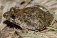 Fejervarya cf. limnocharis, Shahbaz Azmat Khel