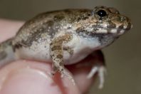 Fejervarya cf. limnocharis, Shahbaz Azmat Khel