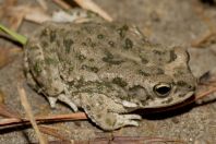 Duttaphrynus stomaticus, Shahbaz Azmat Khel, Kurram River