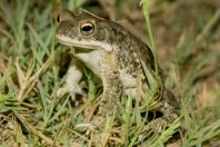 Duttaphrynus stomaticus, Shahbaz Azmat Khel, Kurram River