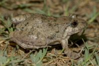 Fejervarya cf. limnocharis, Shahbaz Azmat Khel