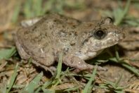 Fejervarya cf. limnocharis, Shahbaz Azmat Khel