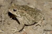 Duttaphrynus stomaticus, Shahbaz Azmat Khel, Kurram River