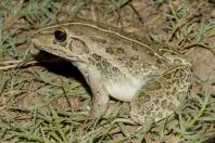 Hoplobatrachus tigerinus, Shahbaz Azmat Khel, Kurram River