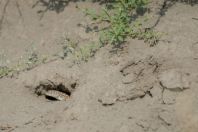 Acanthodactylus cf. cantoris, Ghoriwala, Kurram River