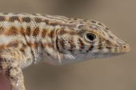 Acanthodactylus cf. cantoris, Ghoriwala, Kurram River