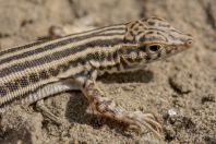 Acanthodactylus cf. cantoris, Ghoriwala, Kurram River