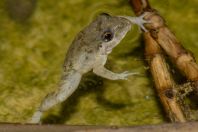 Euphlyctis cyanophlyctis, Shedi