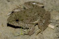 Euphlyctis cyanophlyctis, Shedi