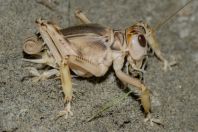 Schizodactylus monstrosus, Shedi