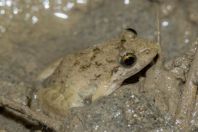 Fejervarya limnocharis, Shedi