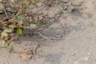 Acanthodactylus sp., Wanda Karim Khan
