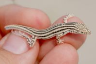 Acanthodactylus sp., Wanda Karim Khan