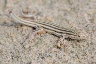 Acanthodactylus sp., Wanda Karim Khan