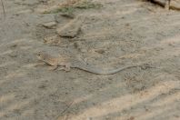 Acanthodactylus sp., Wanda Karim Khan