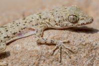 Cyrtopodion sp., Paniala