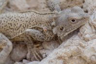 Laudakia nupta, Paniala