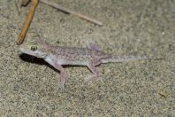 Crossobamon orientalis, Paniala