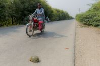 Lissemys punctata, Jabbar Wala