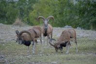 Ovis vignei punjabiensis, Behram Khel 