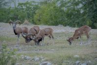 Ovis vignei punjabiensis, Behram Khel 