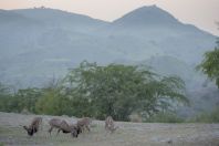 Ovis vignei punjabiensis, Behram Khel 