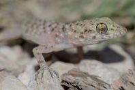 Cyrtopodion cf. scabrum, Behram khel Town