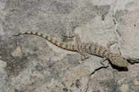 Cyrtopodion cf. scabrum, Behram khel Town