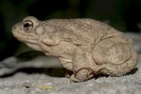 Duttaphrynus stomaticus, Behram khel Town