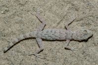 Cyrtopodion indusoani, Pirpeahai