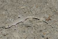 Cyrtopodion indusoani, Pirpeahai