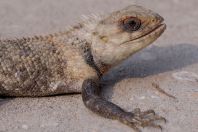 Calotes versicolor, Mianwali Tehsil