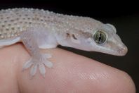 Hemidactylus cf. persicus, Jungrai, Manglot