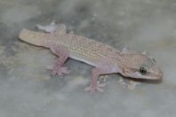 Hemidactylus cf. persicus, Jungrai, Manglot