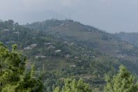 Muree