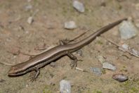 Asymblepharus himalayanus, Muree