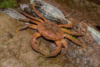 Crab, Margi