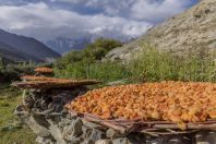 Dried apricots, Hunza