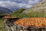 Sušené meruňky, Hunza