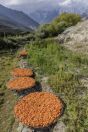 Dried apricots, Hunza