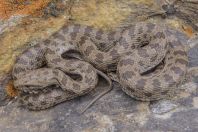 Spalerosophis diadema, Sas valley