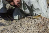 Paralaudakia himalayana, Hunza