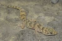 Mediodactylus sp., Khyber