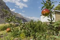 Granátová jablka, Chitral