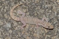 Hemidactylus brookii, Andrassi